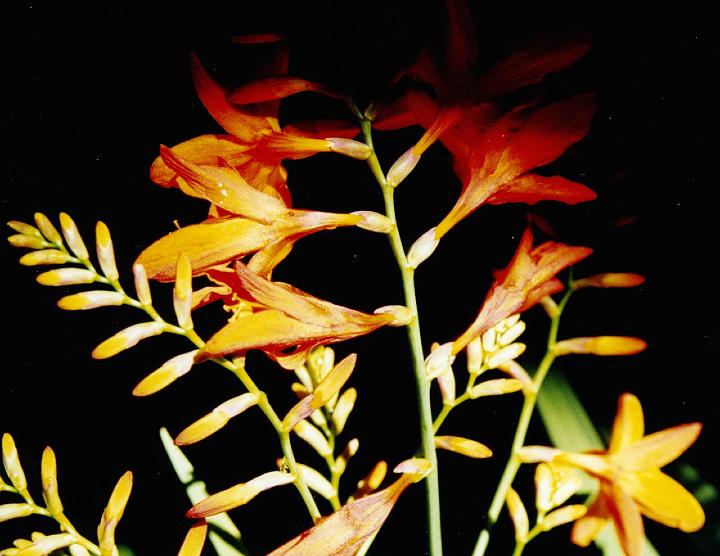 (22) montbretia.jpg